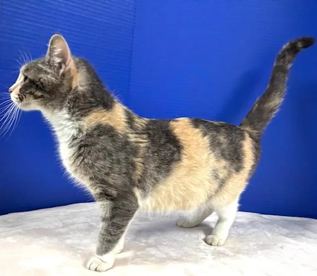 A young medium-sized female Calico Domestic Short Hair cat named Eclipse for adoption in Hawk Point, MO
