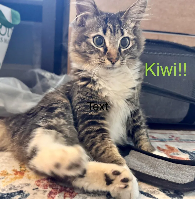 Kiwi thumbnail 3