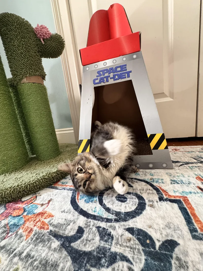 Kiwi thumbnail 5