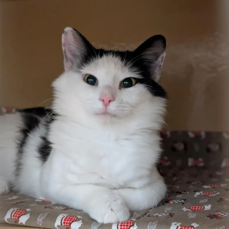 A young medium-sized female Domestic Short Hair cat named Momo for adoption in Spokane, WA