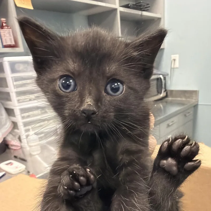 A baby small-sized female Black Domestic Short Hair cat named Ham for adoption in Greensboro, NC