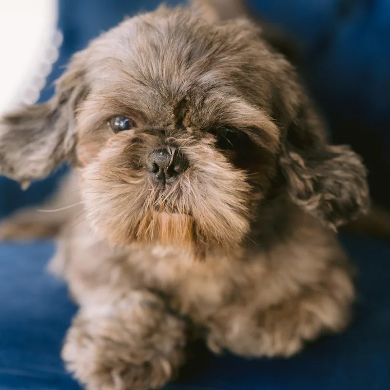 An adult small-sized female Shih Tzu dog named Sadie for adoption in Zionsville, IN