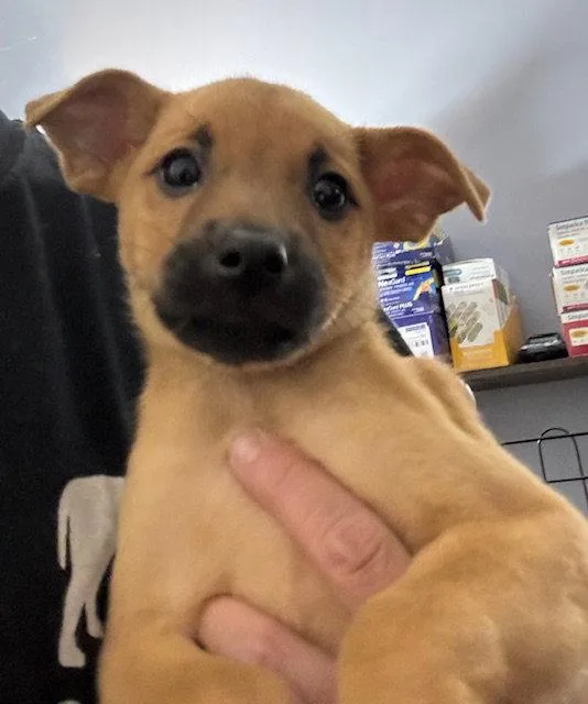 A baby medium-sized female Labrador Retriever dog named Alder for adoption in Lake Hopatcong, NJ
