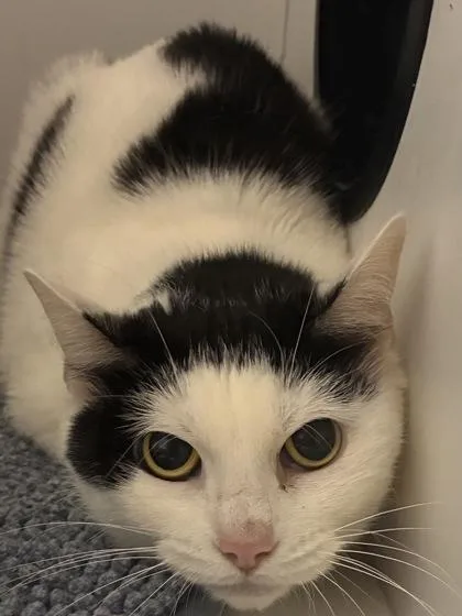 An adult medium-sized female Domestic Short Hair cat named Penguin for adoption in West Chester, PA