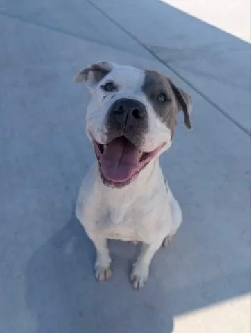 An adult large-sized female Pit Bull Terrier dog named Roxie for adoption in Redlands, CA