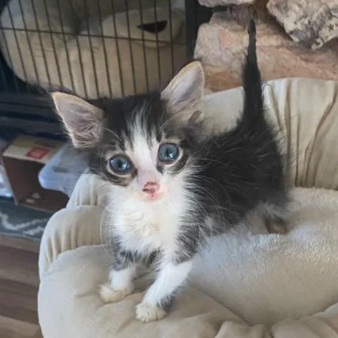 A baby small-sized male Gray / Blue / Silver Domestic Long Hair cat named Skylar for adoption in Long Beach, CA