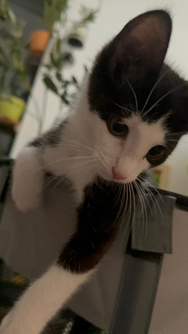 A baby small-sized male Black & White / Tuxedo Tuxedo cat named Atticus for adoption in New York, NY