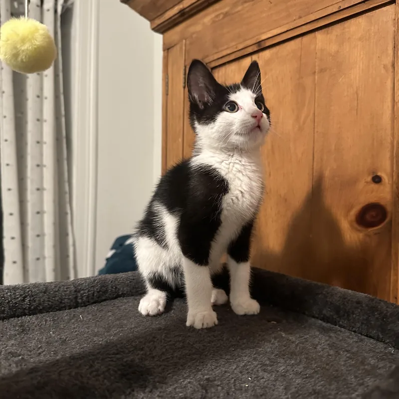 Atticus thumbnail 3