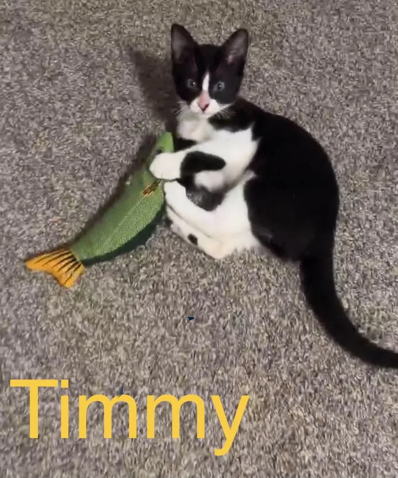 A young medium-sized male Black & White / Tuxedo Domestic Short Hair cat named Timmy for adoption in Ponchatoula, LA