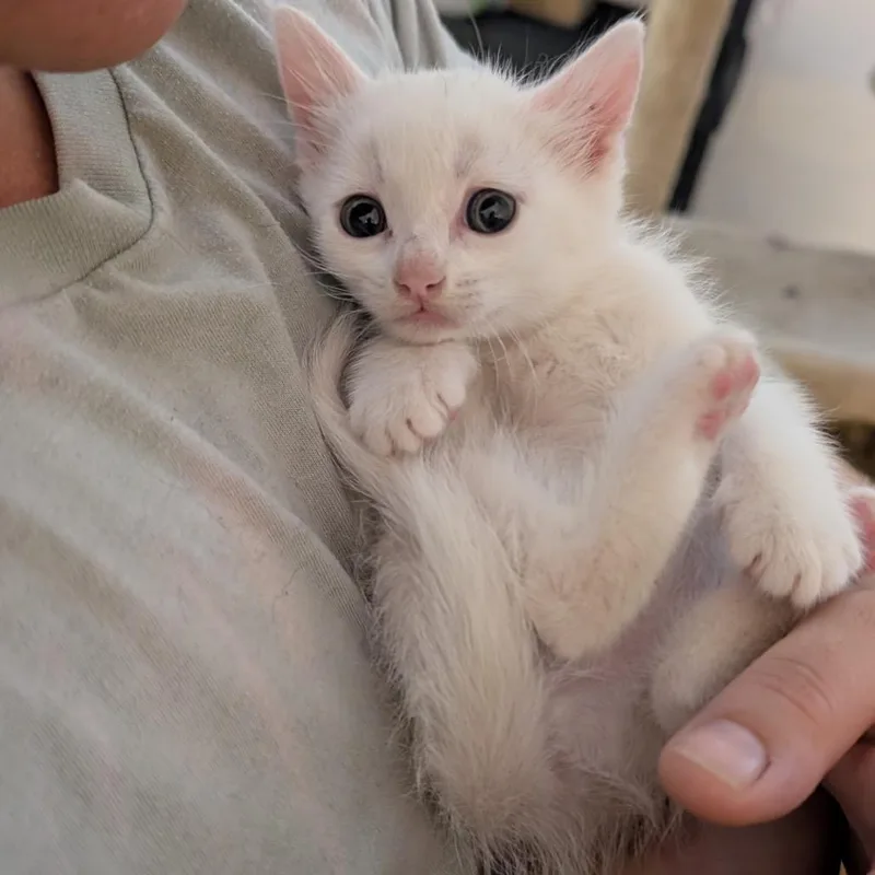 A baby small-sized female White Domestic Short Hair cat named Bonnie for adoption in Long Beach, CA