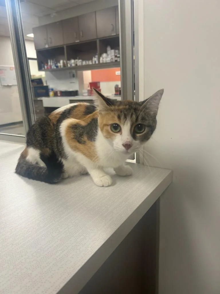 A young small-sized female Domestic Short Hair cat named Carmel for adoption in Greenfield, IN
