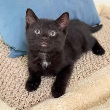 A baby small-sized female Black Domestic Short Hair cat named Layce for adoption in Naperville, IL