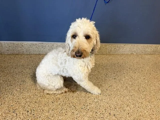 A young medium-sized male Golden Retriever dog named Max for adoption in Miami, FL