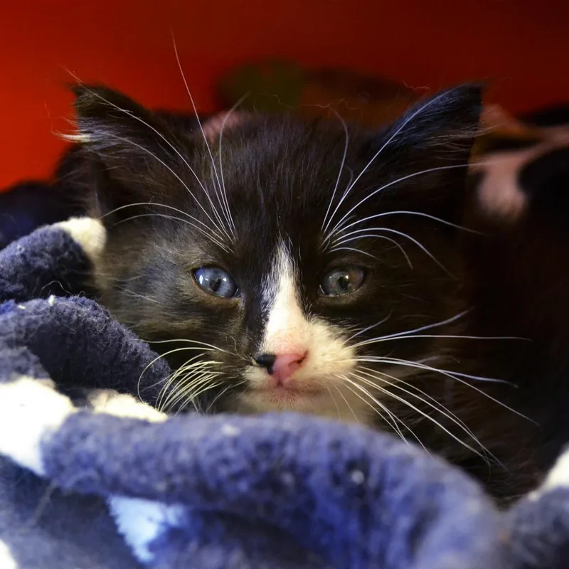 A senior large-sized male Black Domestic Short Hair cat named Rolo for adoption in Enid, OK