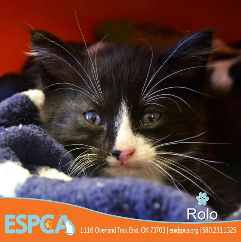 Rolo thumbnail 2