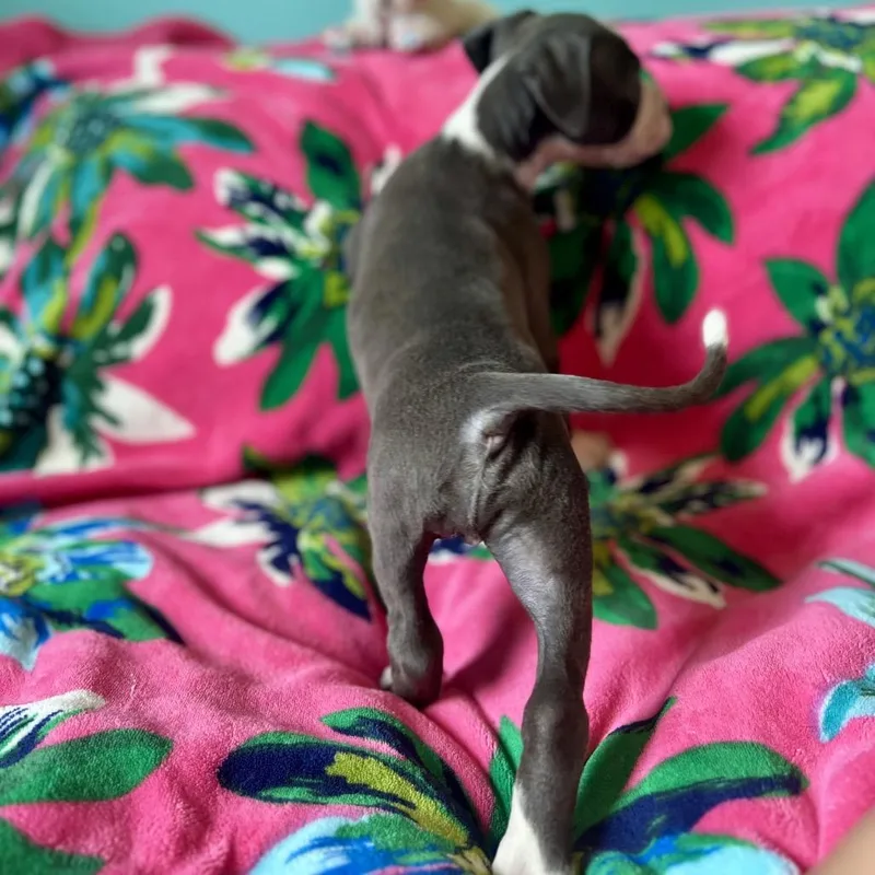 A baby medium-sized male Gray / Blue / Silver Pit Bull Terrier dog named Beast for adoption in New Orleans, LA