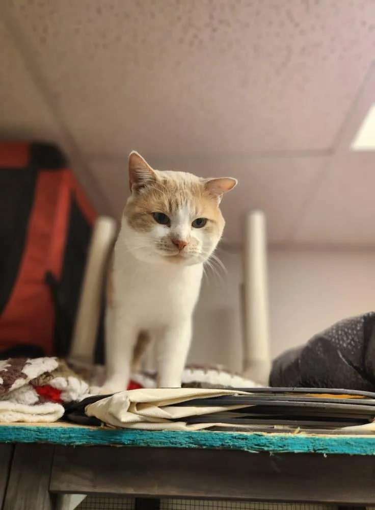 Pillsbury thumbnail 3