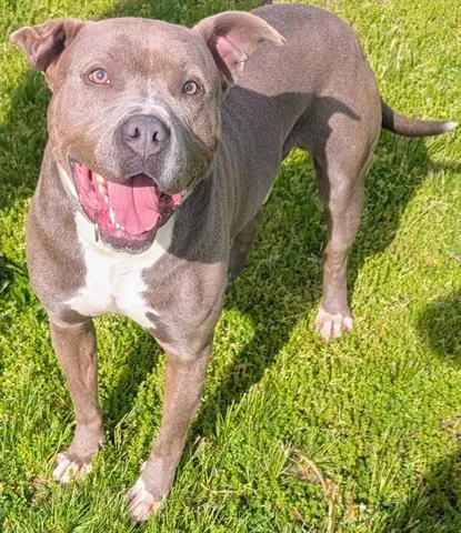 An adult medium-sized male Pit Bull Terrier dog named Clyde for adoption in Akron, OH