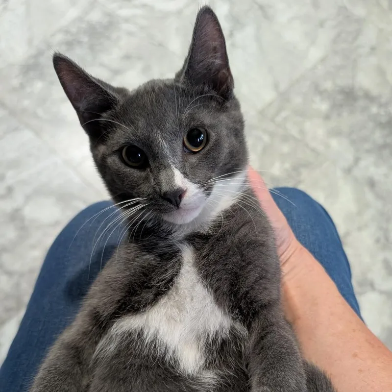 A baby small-sized male Gray & White Domestic Short Hair cat named Prince for adoption in Reisterstown, MD
