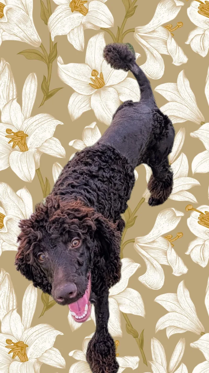A baby large-sized male Standard Poodle dog named Koco Moe for adoption in Chandler, AZ