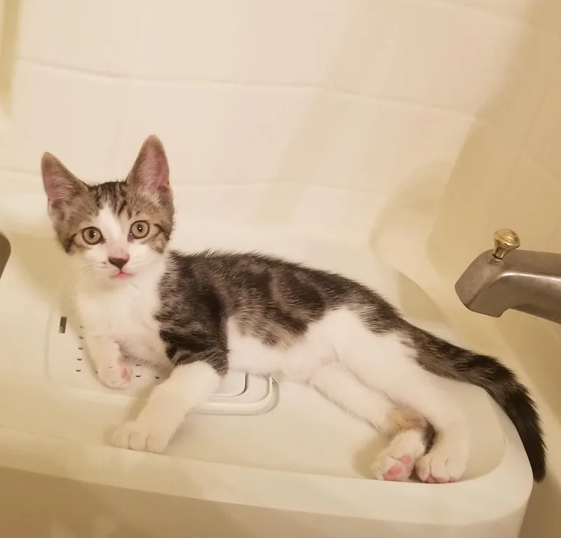 A young small-sized male Tabby (Buff / Tan / Fawn) Tabby cat named Racer for adoption in Glendale, AZ