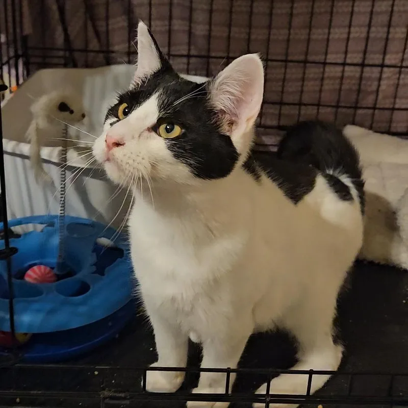 Cupid N ~ Little thumbnail 2