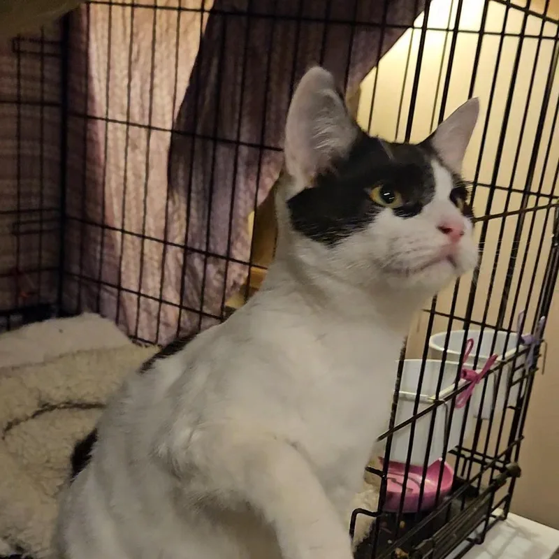 Cupid N ~ Little thumbnail 3