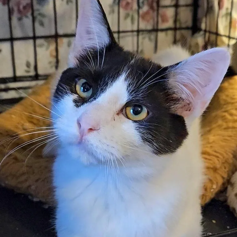 Cupid N ~ Little thumbnail 4