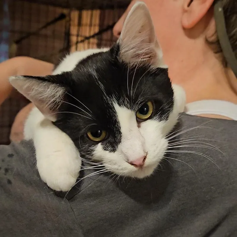 Cupid N ~ Little thumbnail 5