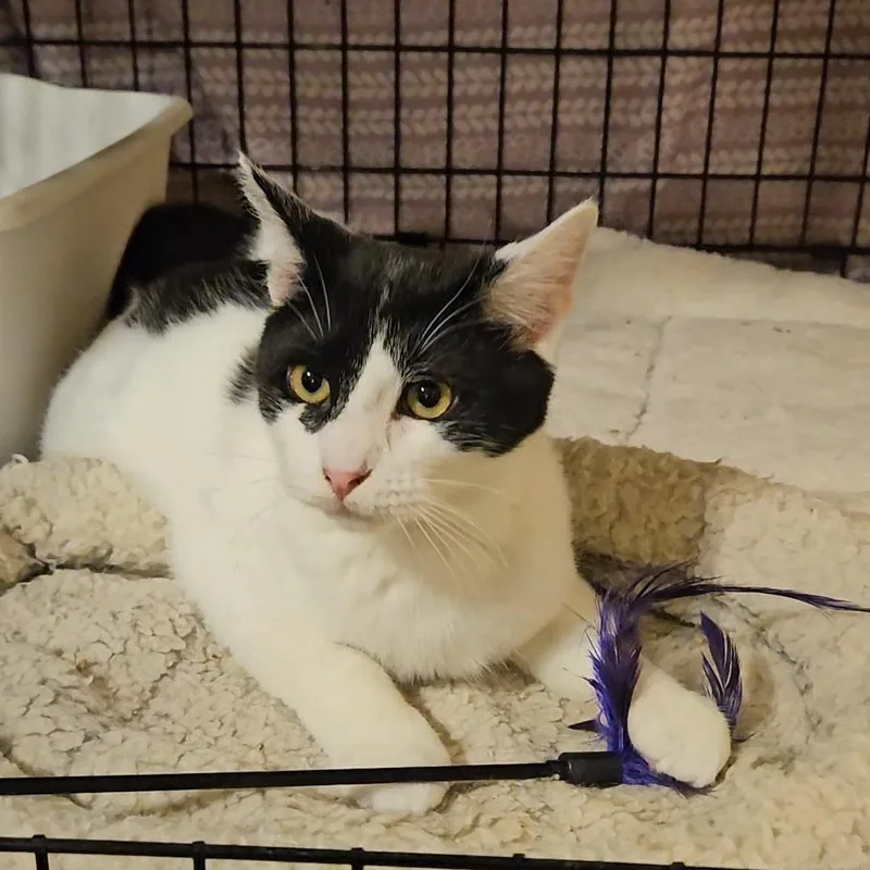 Cupid N ~ Little thumbnail 6