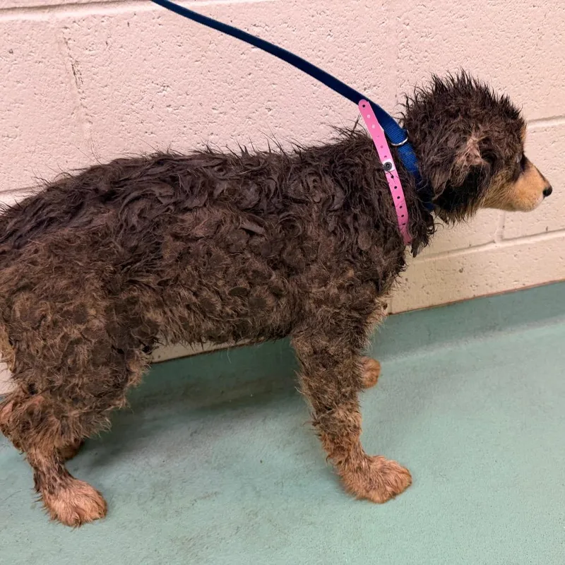 An adult medium-sized female Yellow / Tan / Blond / Fawn Mixed Breed dog named Ruby . for adoption in Memphis, TN