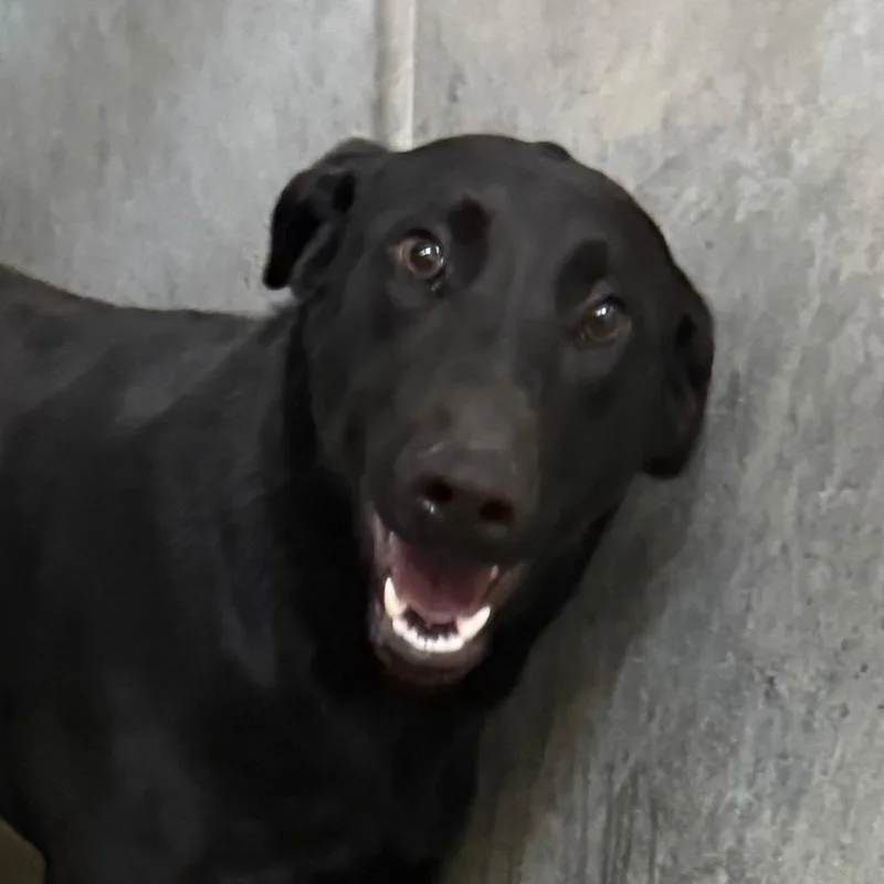 Buddy