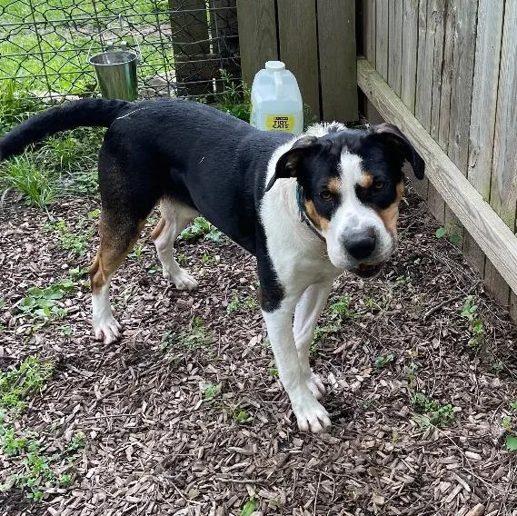 A young large-sized male Tricolor (Brown, Black, & White) Rottweiler dog named Ludo for adoption in Spencer, IN