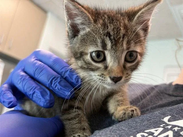 A baby small-sized female Brown / Chocolate Domestic Short Hair cat named Bryce for adoption in Tavares, FL
