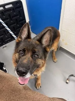 An adult large-sized female German Shepherd Dog dog named Luna for adoption in Seattle, WA