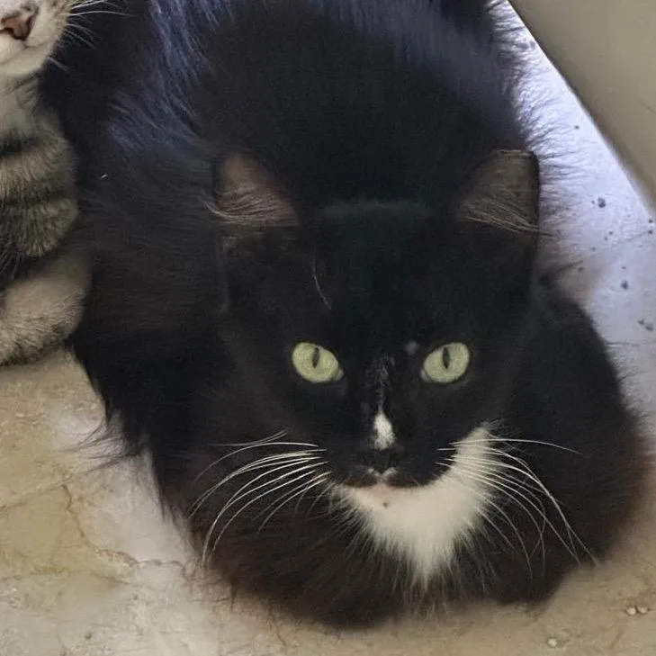 An adult medium-sized female Black Domestic Medium Hair cat named Lily for adoption in Hamburg, NY
