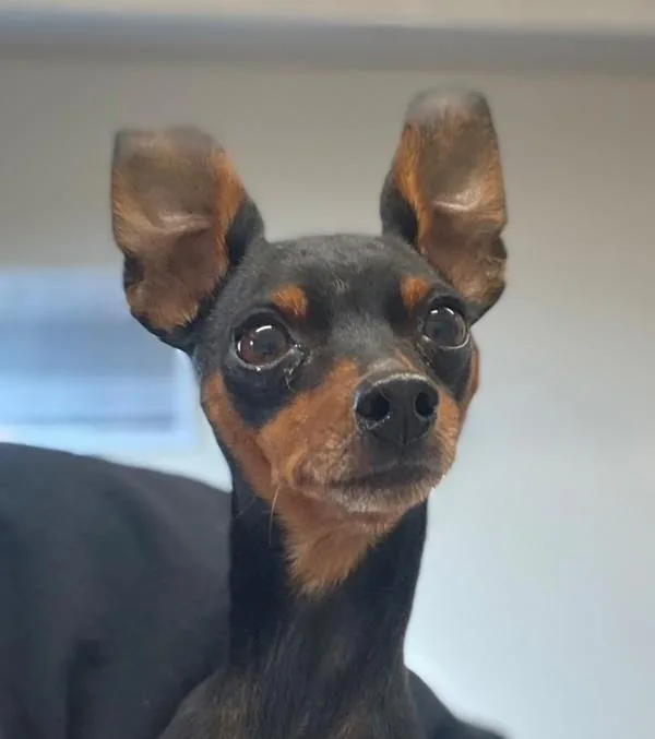 A senior small-sized male Miniature Pinscher dog named Loki for adoption in El Cajon, CA