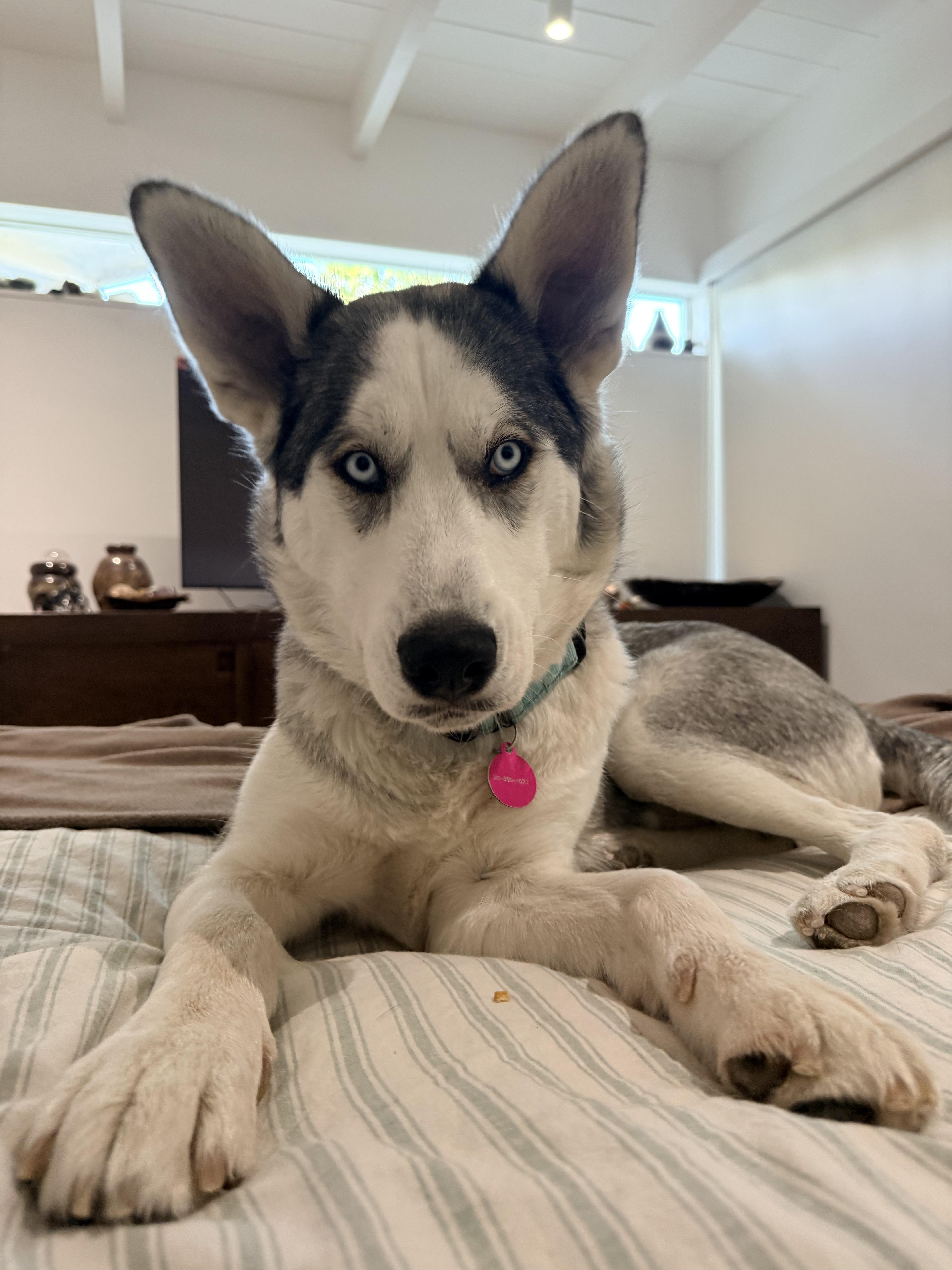 A young medium-sized female Bicolor Husky dog named Heidi for adoption in Studio City, CA