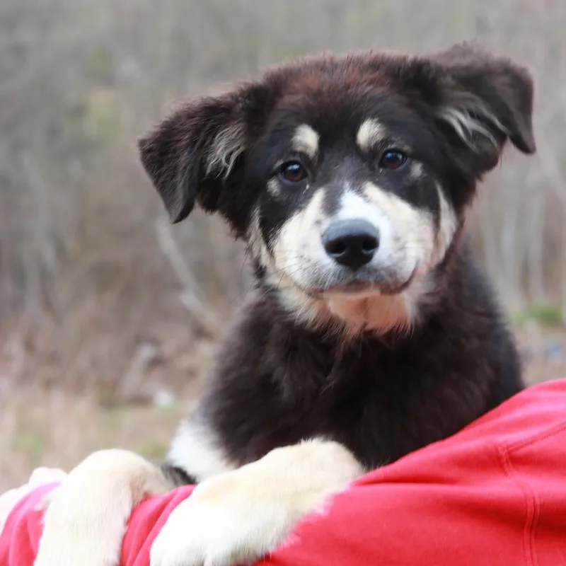 A baby large-sized female Black Great Pyrenees dog named Ct Darla for adoption in Stormville, NY