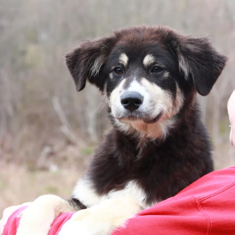 Ct Darla thumbnail 4