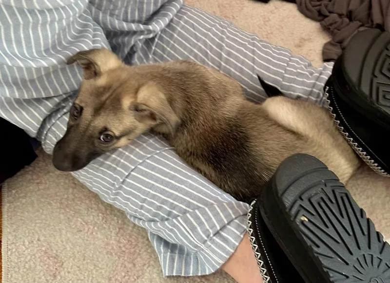 A baby small-sized male Chihuahua dog named Toffee for adoption in Greenlawn, NY
