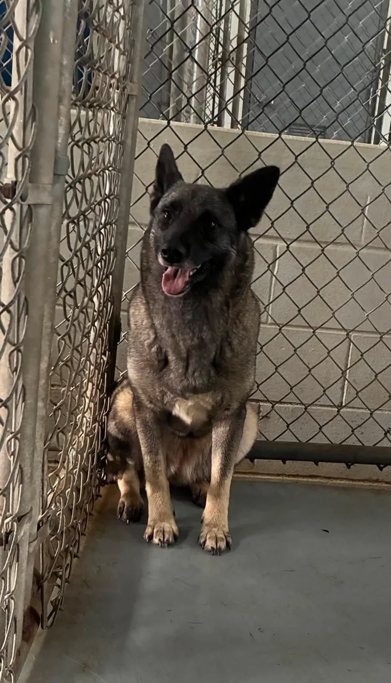 A young medium-sized female Gray / Blue / Silver Norwegian Elkhound dog named Missy for adoption in White Oak, PA