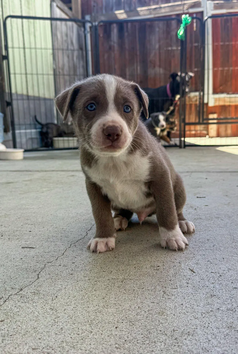 Marilynn's Puppy Mocha
