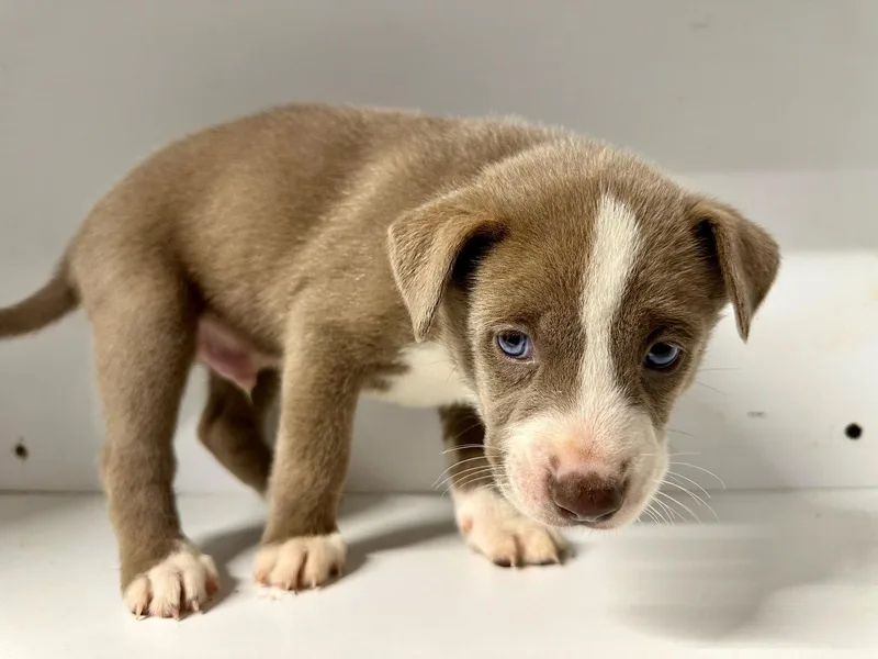 Marilynn's Puppy Mocha thumbnail 2