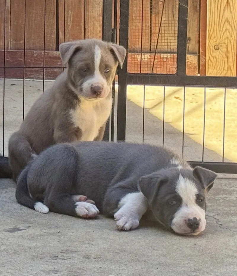 Marilynn's Puppy Mocha thumbnail 3