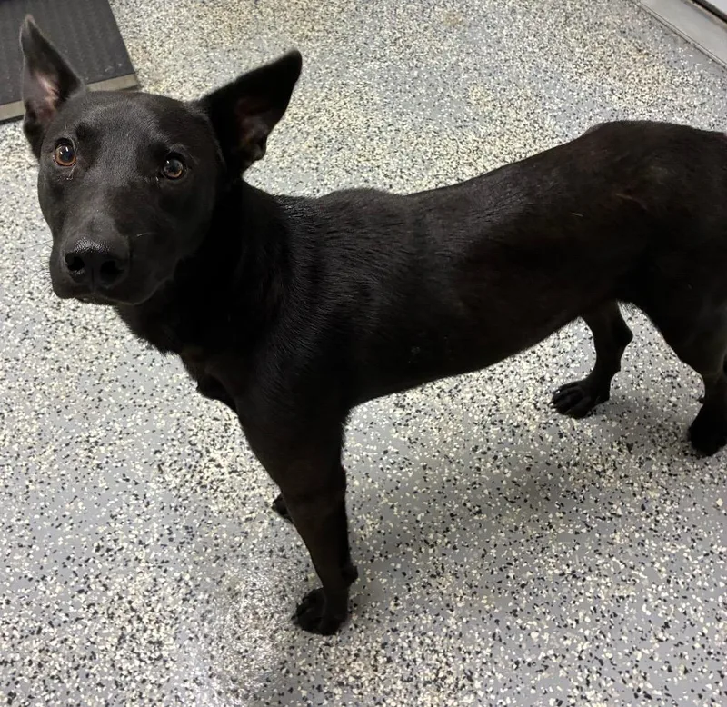 A young medium-sized male Labrador Retriever dog named Darth for adoption in Seven Points, TX