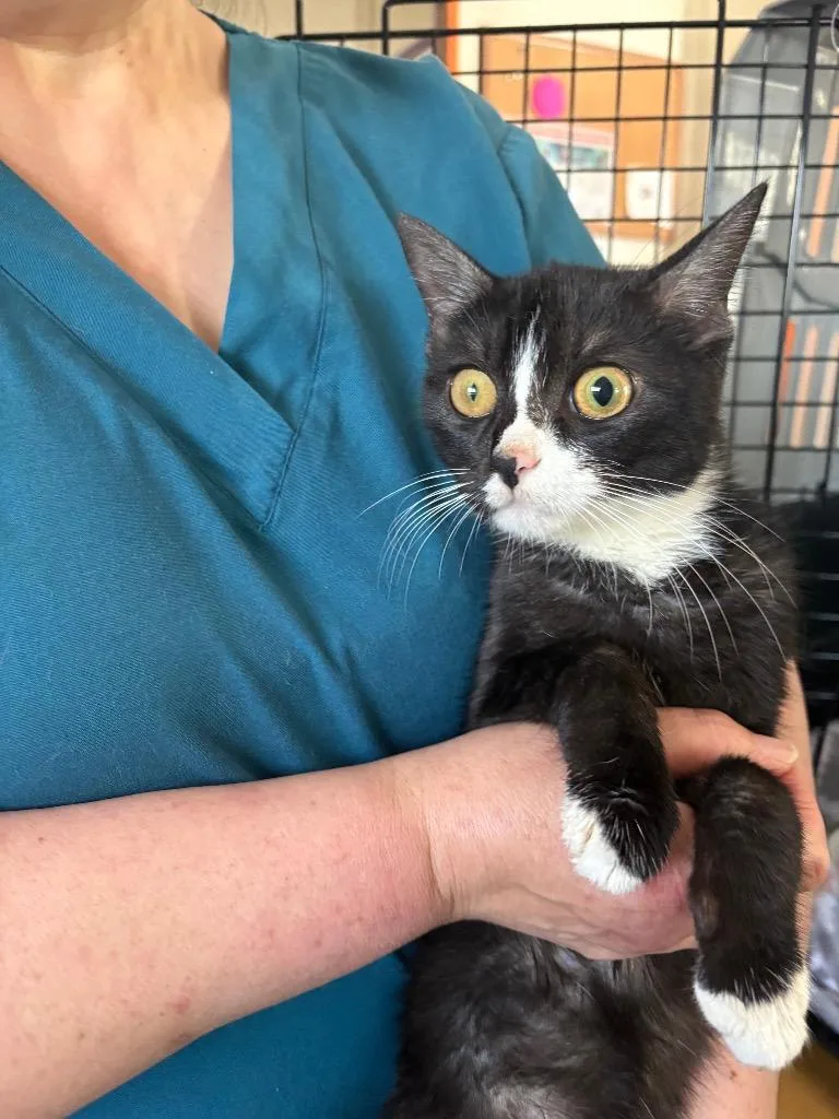 A young medium-sized female Domestic Short Hair cat named Hafsah for adoption in Ewing, NJ