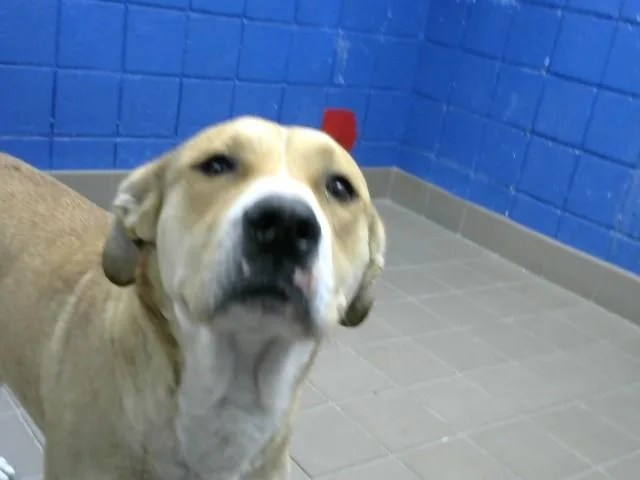 A young large-sized female Labrador Retriever dog named Skylar for adoption in Albuquerque, NM