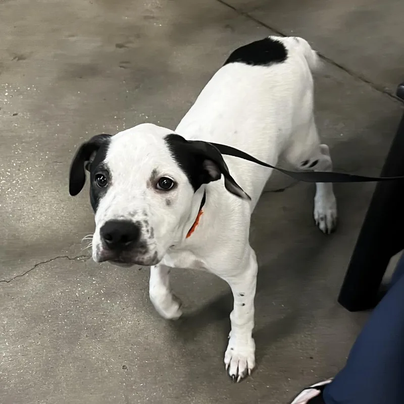 A baby medium-sized male White / Cream Terrier dog named Milo for adoption in Tampa, FL