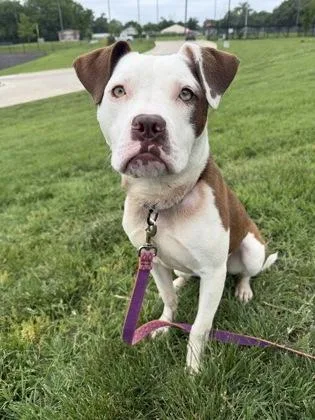 An adult large-sized female Brown / Chocolate Pit Bull Terrier dog named Josephine for adoption in Kansas City, MO